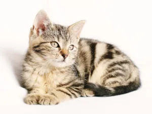 Влияние кошек на благополучие их хозяев
